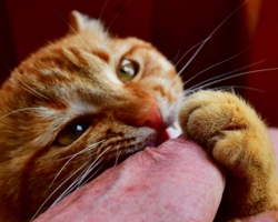 Мягкие лапки, на лапках царапки