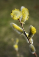 Веточка вербы на счастье