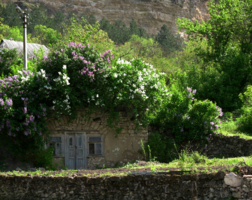 В плену у сирени