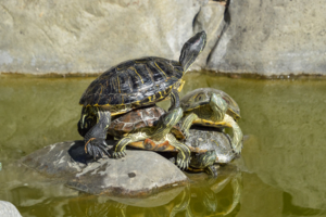 Двойной прессинг