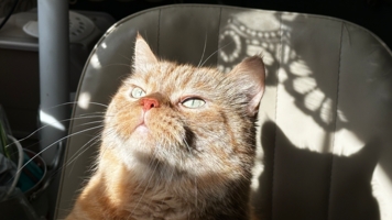 Его величество-Плюш Наимягчайший!