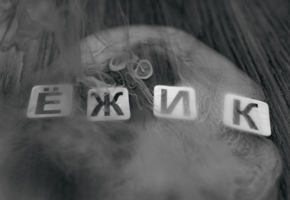 ёжик в тумане