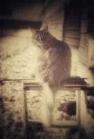 Пушистый на конюшне