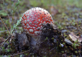 Кто здесь жёстче...