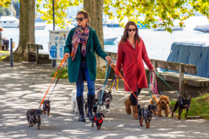 Дамы с собачками