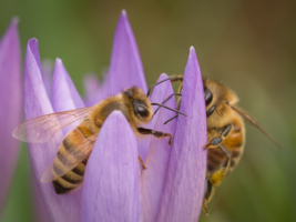 А пошептать