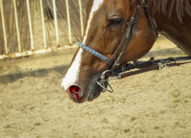 Ради ЛюдСКоЙ ЗаБАвЫ