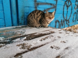 Пушистый шарик