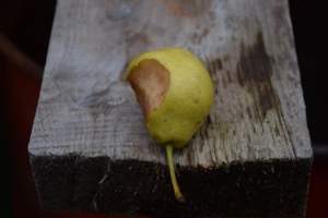 Сеньора Дулька