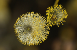 Мягкий аллерген