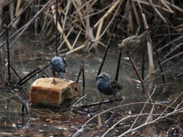 Жестокие разборки у пруда