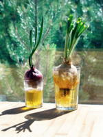 огород на столе