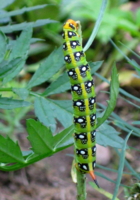 Полоски с глазками!