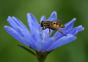 На цветке цикория