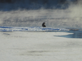 Ничего не сказала рыбка...