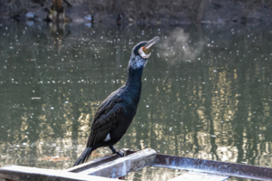 Зимнее дыхание