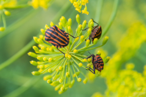 Приключения "итальянцев" в России