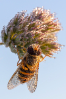 На зависть Сваровски