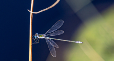 Голубоглазка