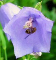 Скромный полосатик.