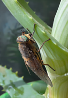 гламурные глазки