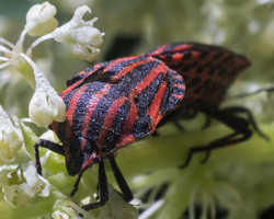 Из жизни полосатиков