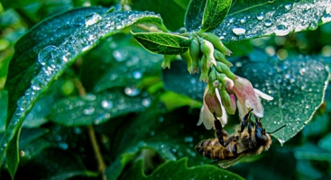 После дождя