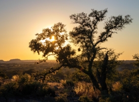 Солнце в ветвях