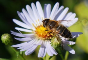 Муха-журчалка