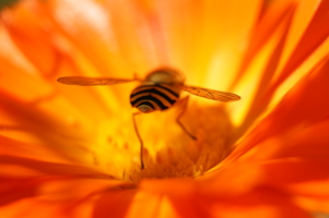 Сама полосатость