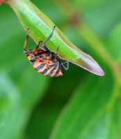 Клоп щитник линейчатый полосатый красный