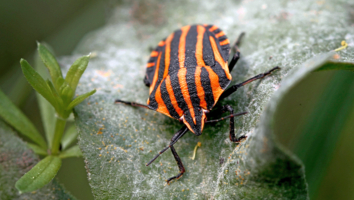 Полоски вдоль и поперек
