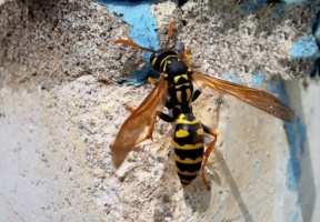 билайн прилетел