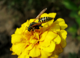 Полосочки в тон