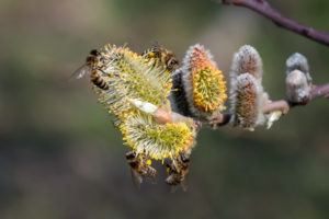 Группа в полосатых купальниках