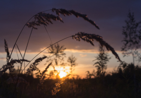 В последних лучах уходящего дня