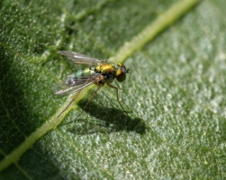 Ооочень маленькая мушка