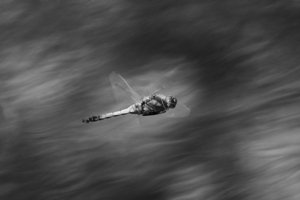 Турбулентность