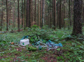 В заповедном лесу