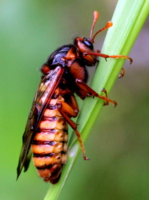 Берёзовый пилильщик.