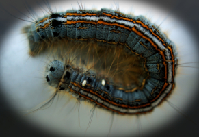 Коконопряд кольчатый