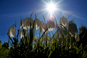 Дети солнца