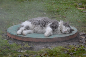 Пар костей не ломит