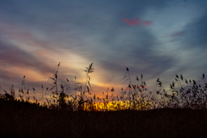Тростник у порога зари
