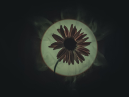 Ромашка парящая