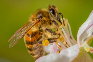 Пчёлка Майя