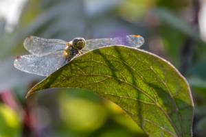 Утро начинается с улыбки!