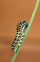 Будущая красавица