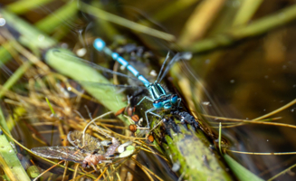 В мире малых форм