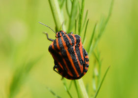 На тонком стебельке